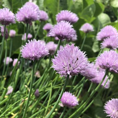 Ruth Bennett Community Farm