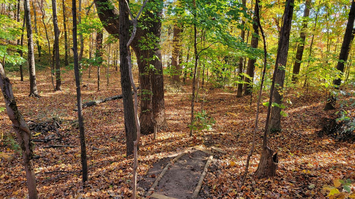 Gratitude Forest Therapy Walk