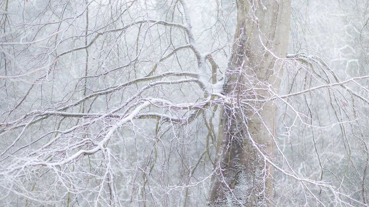 Winter woodland walk