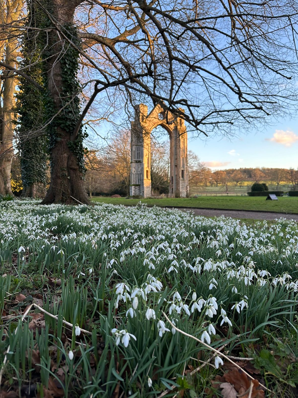 Snowdrop Charity Day 2025