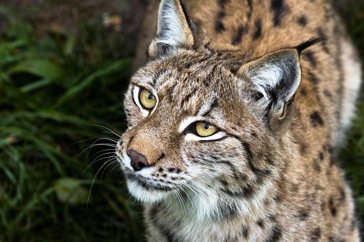 Lynx recovery in Europe - lessons for the UK?