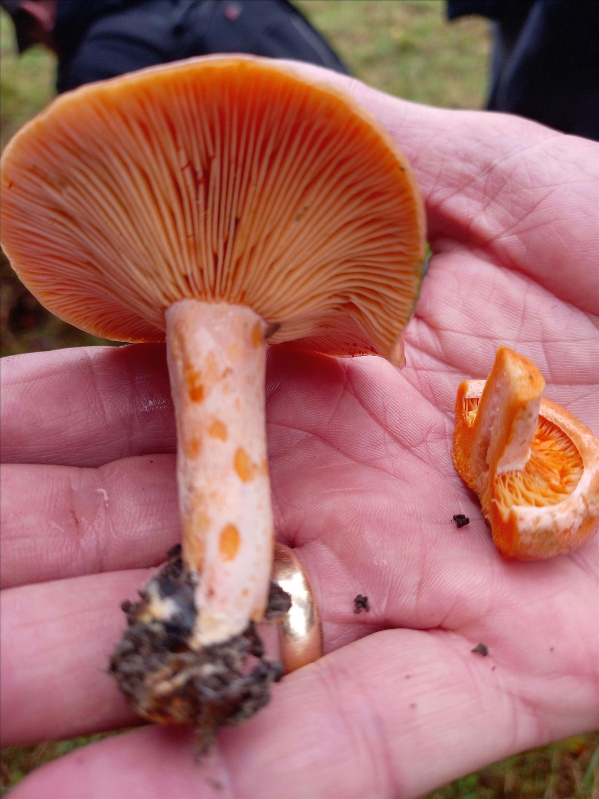 Fungi Festival guided walks