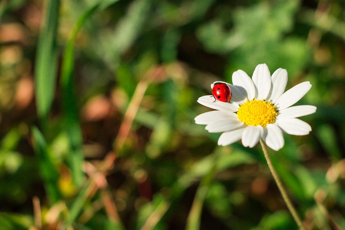 Ladybird Survey in the Heart of England Forest - BioBlitz 2024