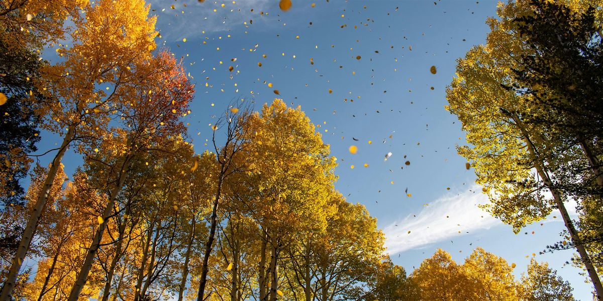 Flagstaff Memorial Forest Golden Groves Fall Celebration