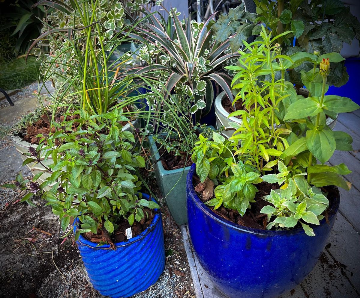 Container Gardening - Mountain View