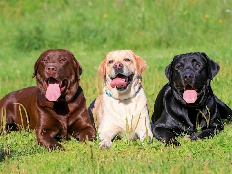 Labrador Meetup