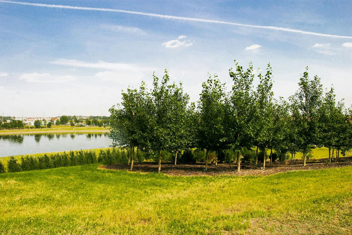 YYC Trees: Elliston Park, Tree Guided Walk
