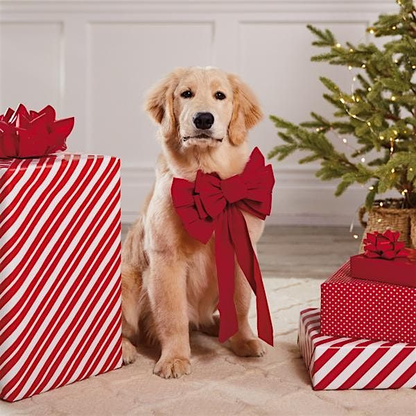 Holiday Pet Photo Session with Local pet photographer, Cameron McRobbie.