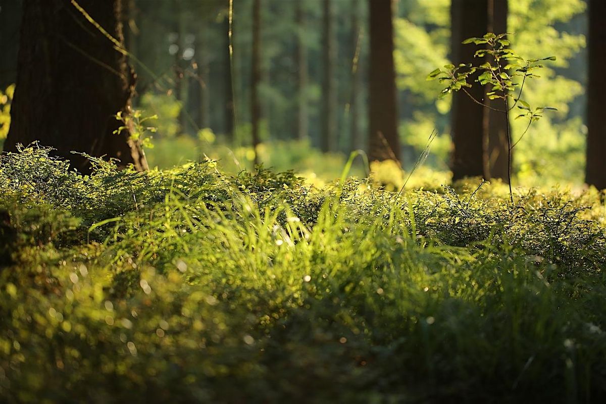 Forest Bathing+ An Introduction at NT Leith Hill, Surrey: Sat  7th December