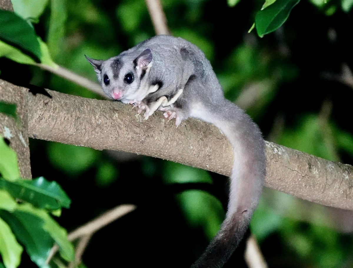 Nocturnal Wildlife at the Botanic Garden