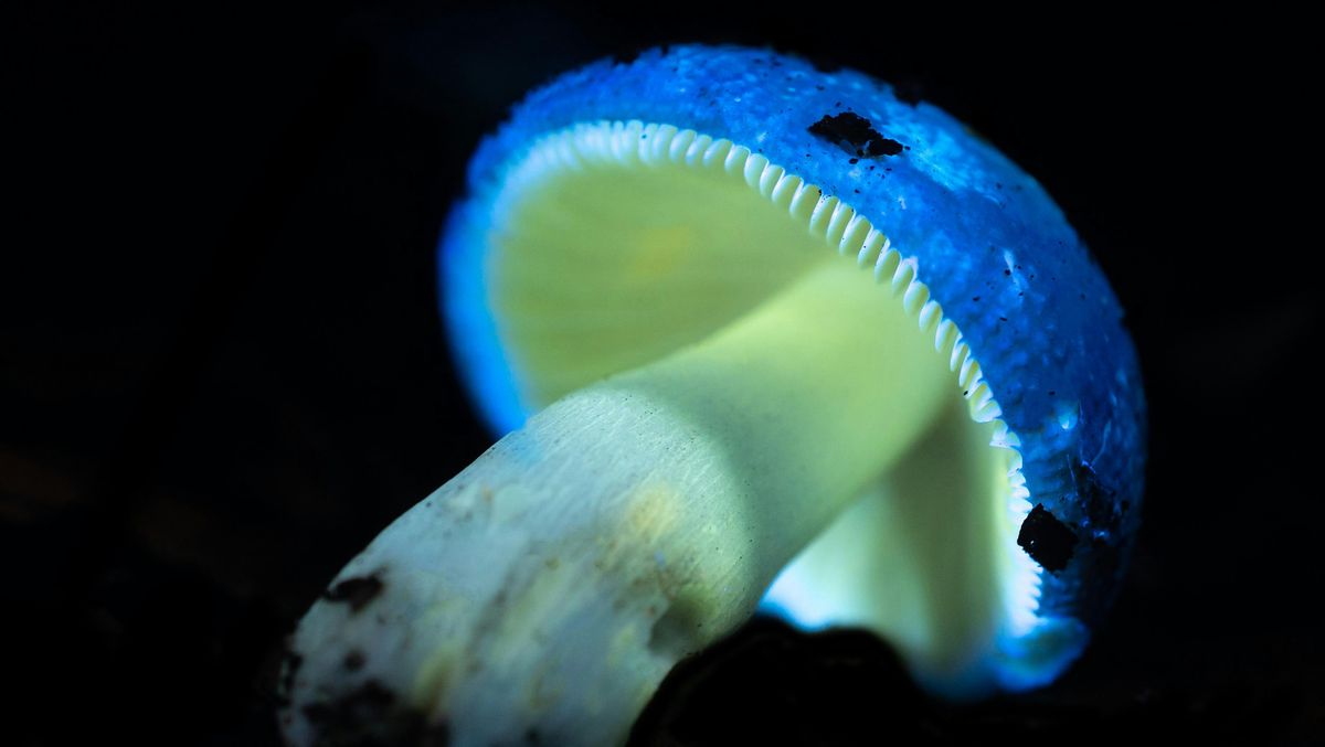 Biofluorescent Walk  at Broadland Country Park