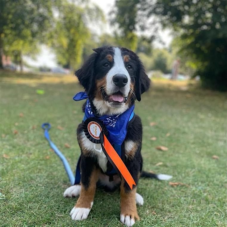 PUPPY TRAINING (LEVEL 1), Sunday @ Marlay Park, Rathfarnham