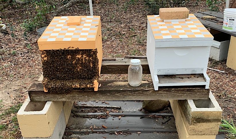 Basic beekeeping 301......Managing successful beehives