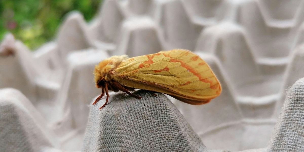 Free event - Moth Morning at Ryton Pools Country Park
