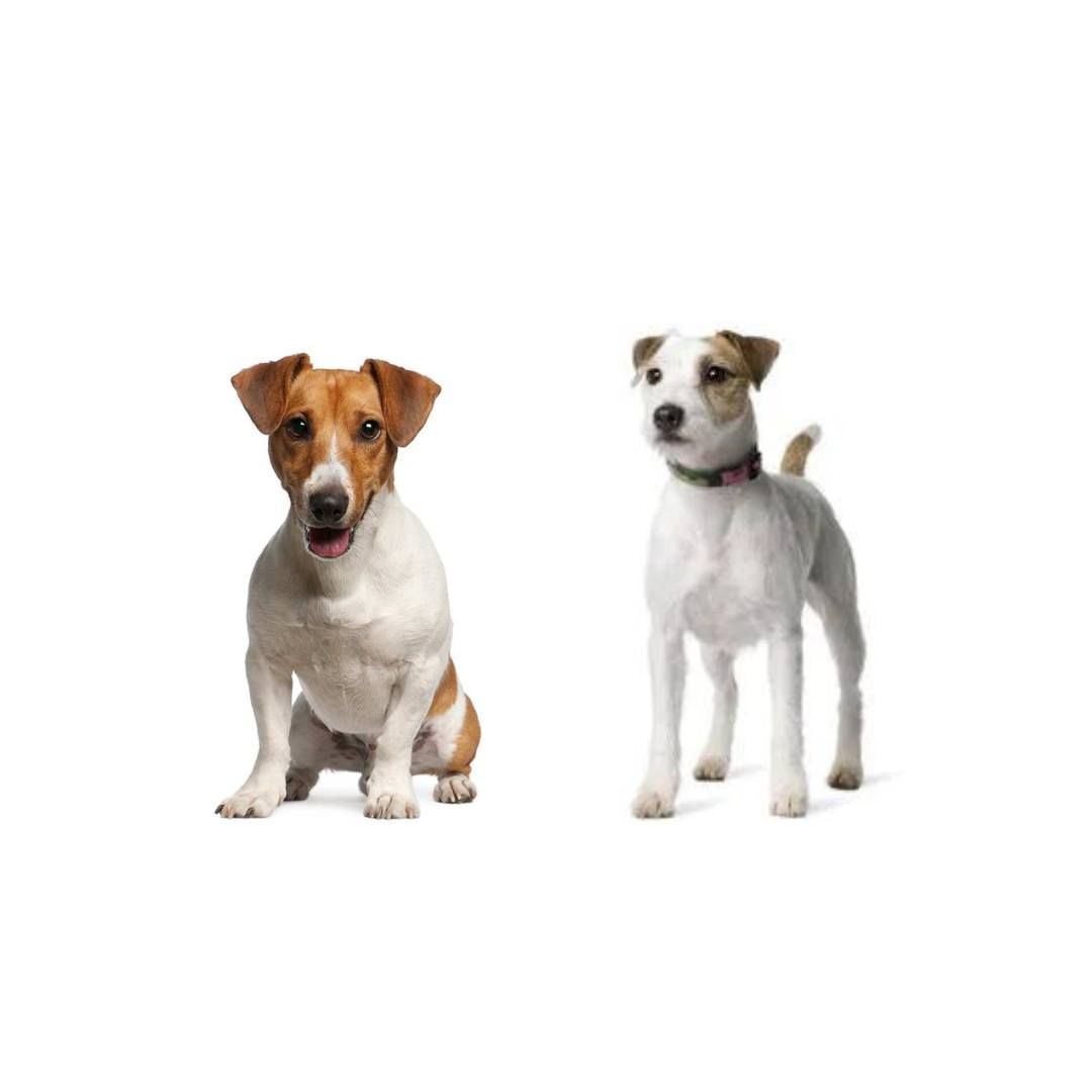 Jack Russell & Parson Terrier Playdate 