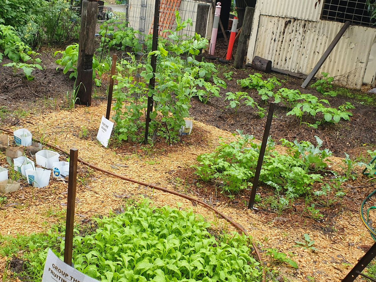 Growing Veggies for Summer