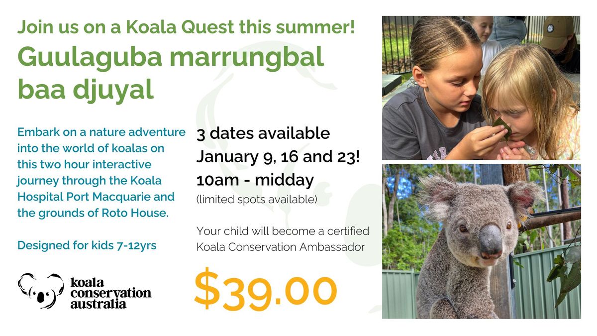 Join us on a Koala Quest - Guulaguba marrungbal baa djuyal