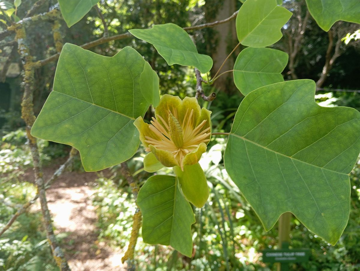 Corkagh Park Tree Walk