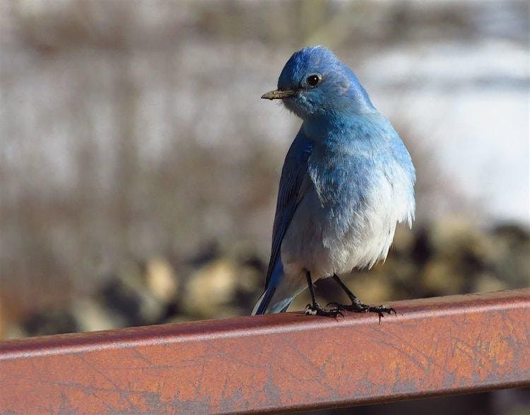 Bluebirds of Estes - CARRI Summer Speaker Series