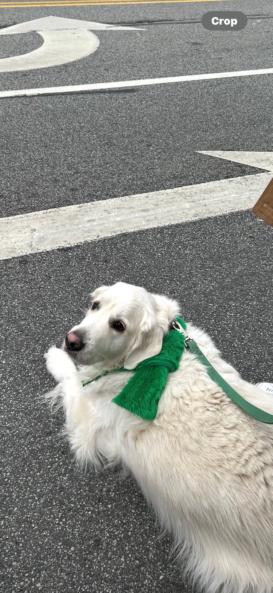 St. Patrick\u2019s Day Pack Walk