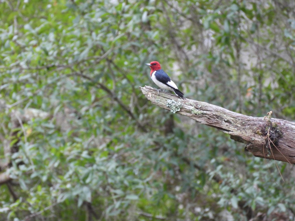 Beginning Birding