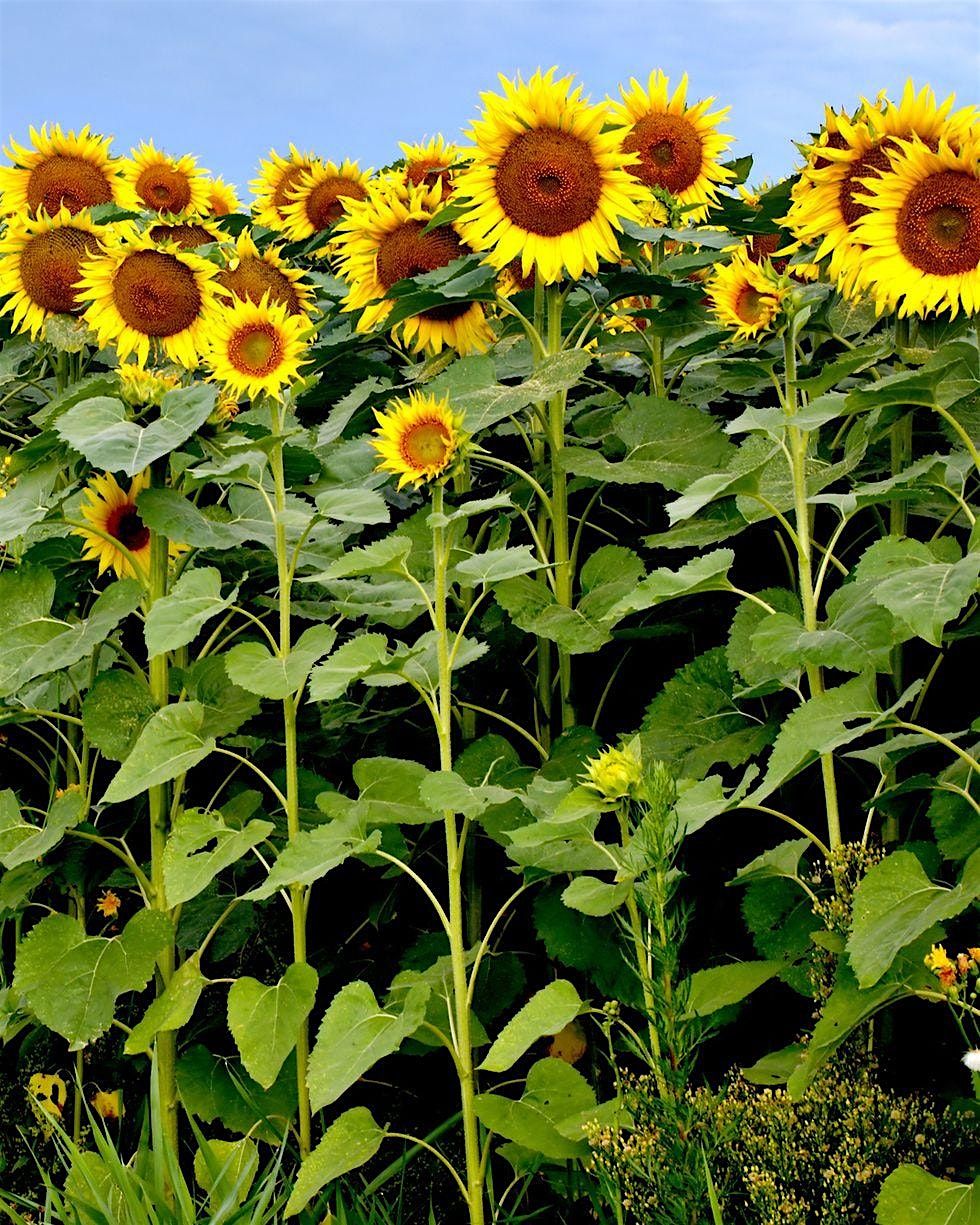 Gannochy Sunflower Competition '24