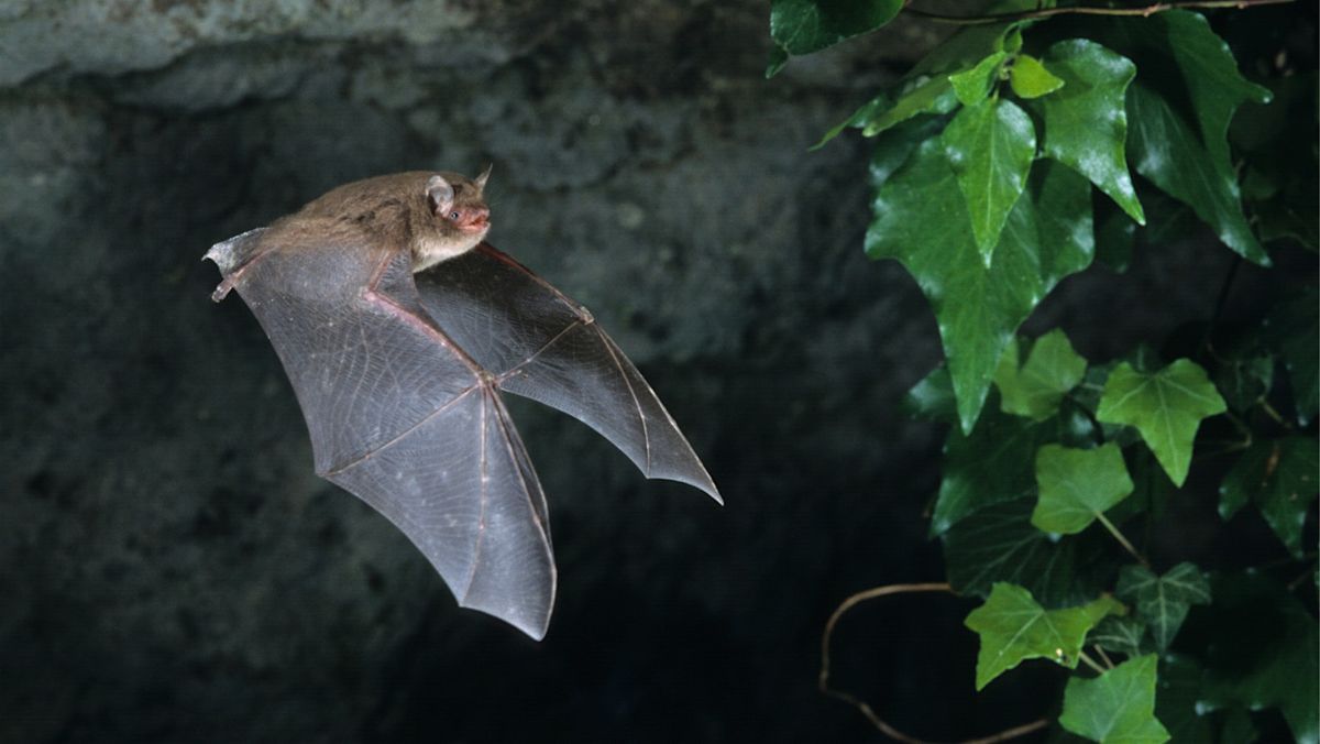 Nocturnal Nature Walk at Redhill Park