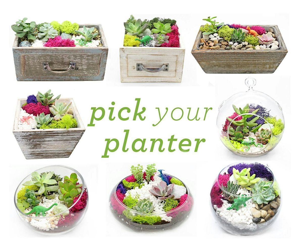 Plant Nite: Make a Succulent Terrarium