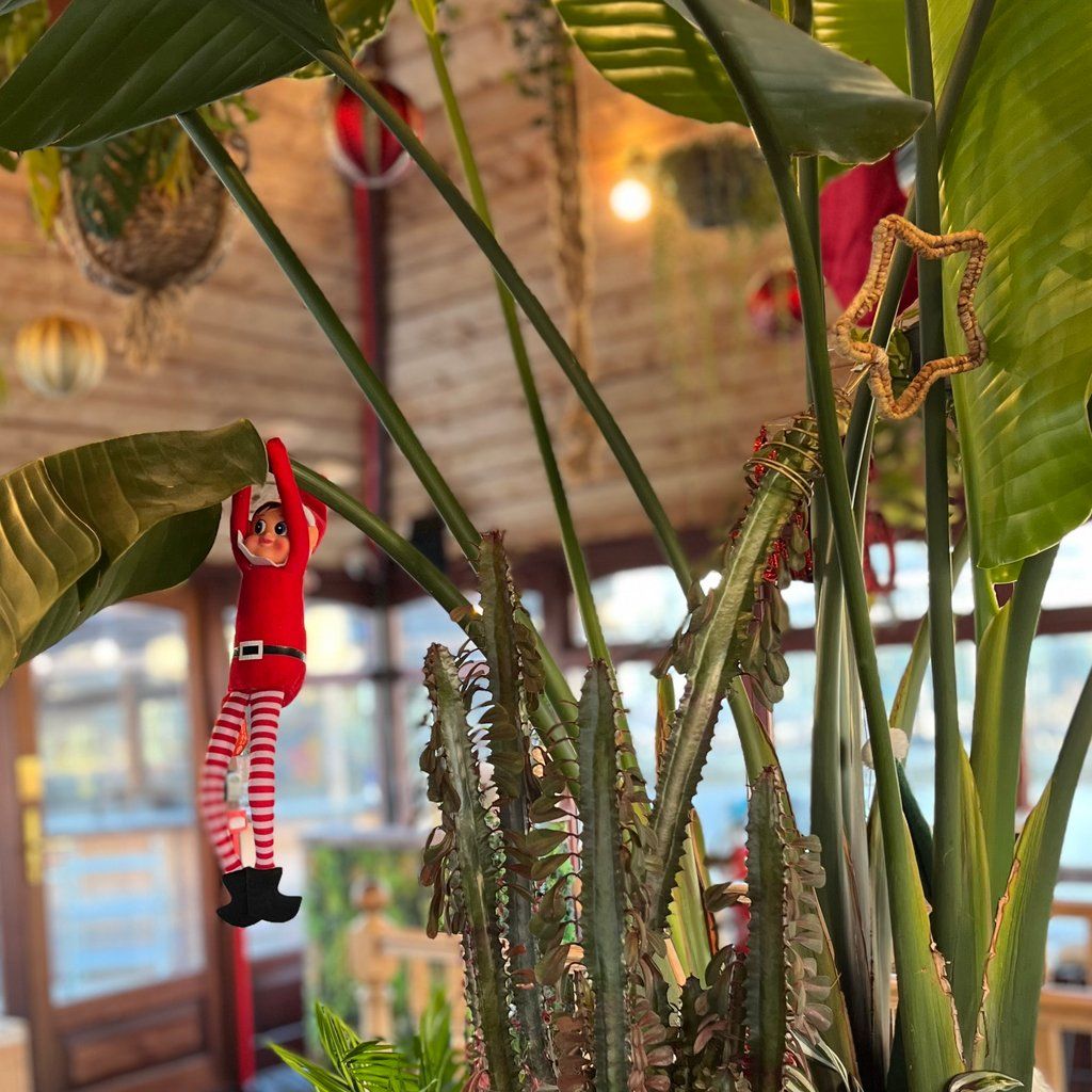 Rooftop coffee shop serving mulled wine and mince pies!