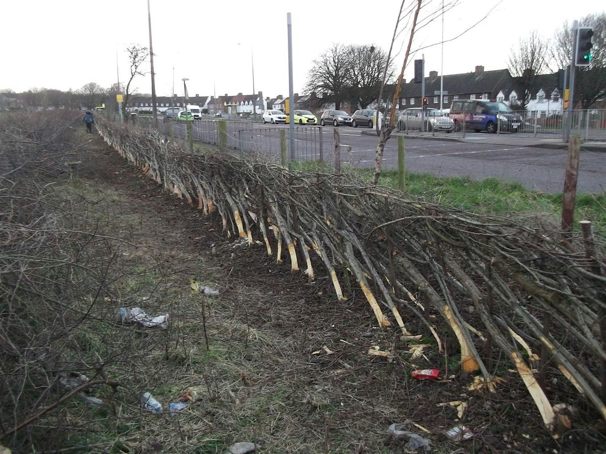 WCV 19th Hedge Laying Training Day