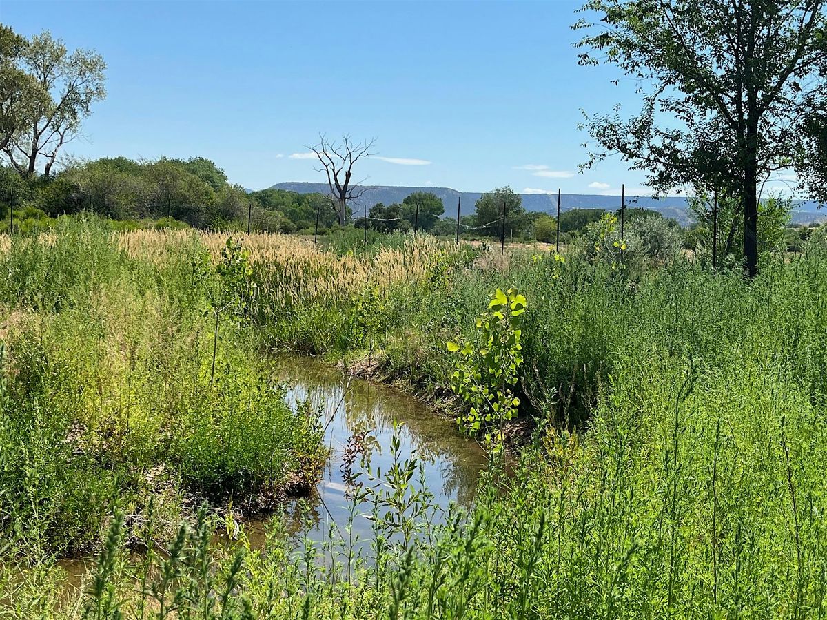 Plants and Techniques Used for Stream Restoration