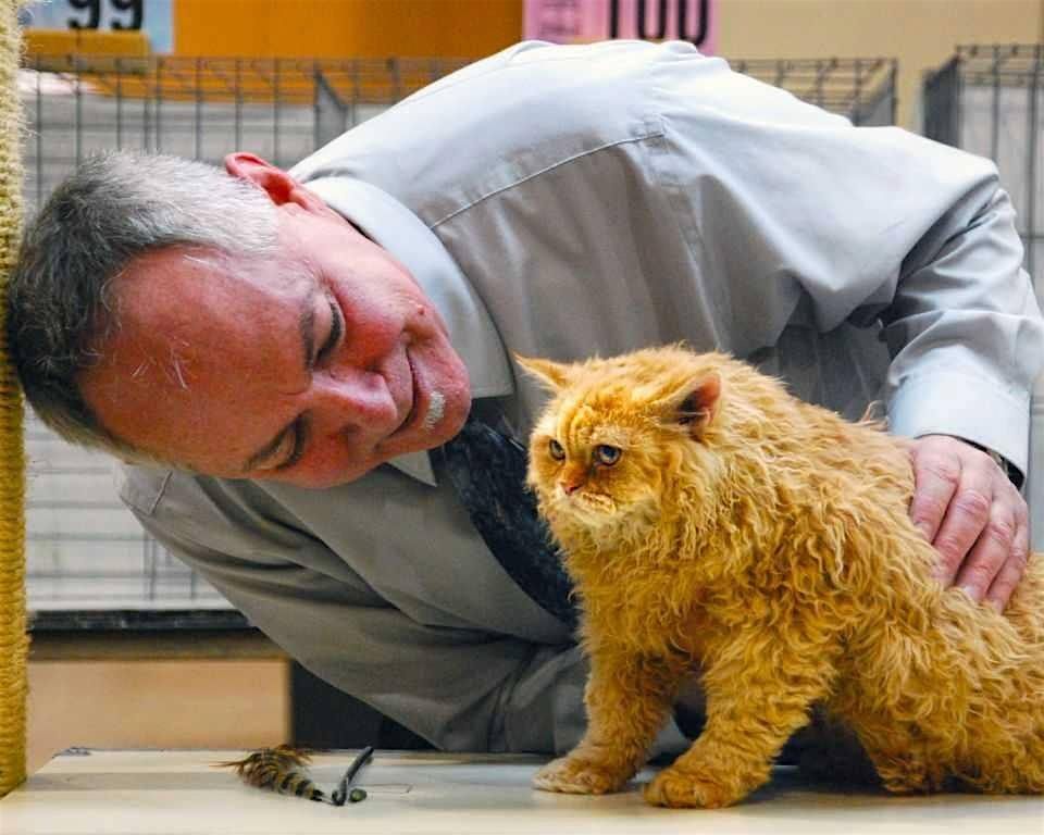 Phoenix Feline Fanciers 31th Anniversary \u201cIt\u2019s Feline A Lot Like Christmas" Allbreed Cat Show