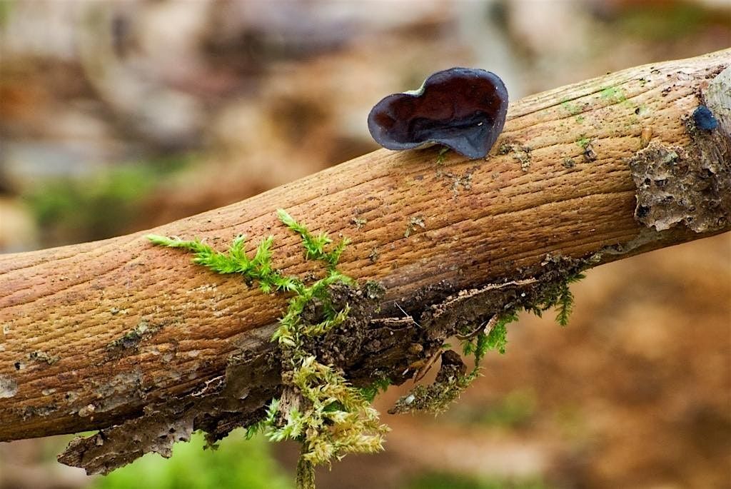 Fascinating Fungi Workshop