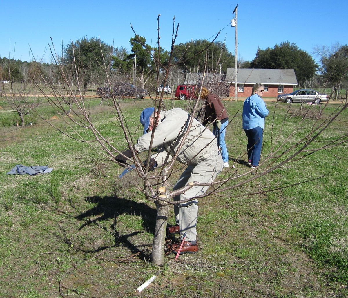 Fruit Tree Pruning Workshop