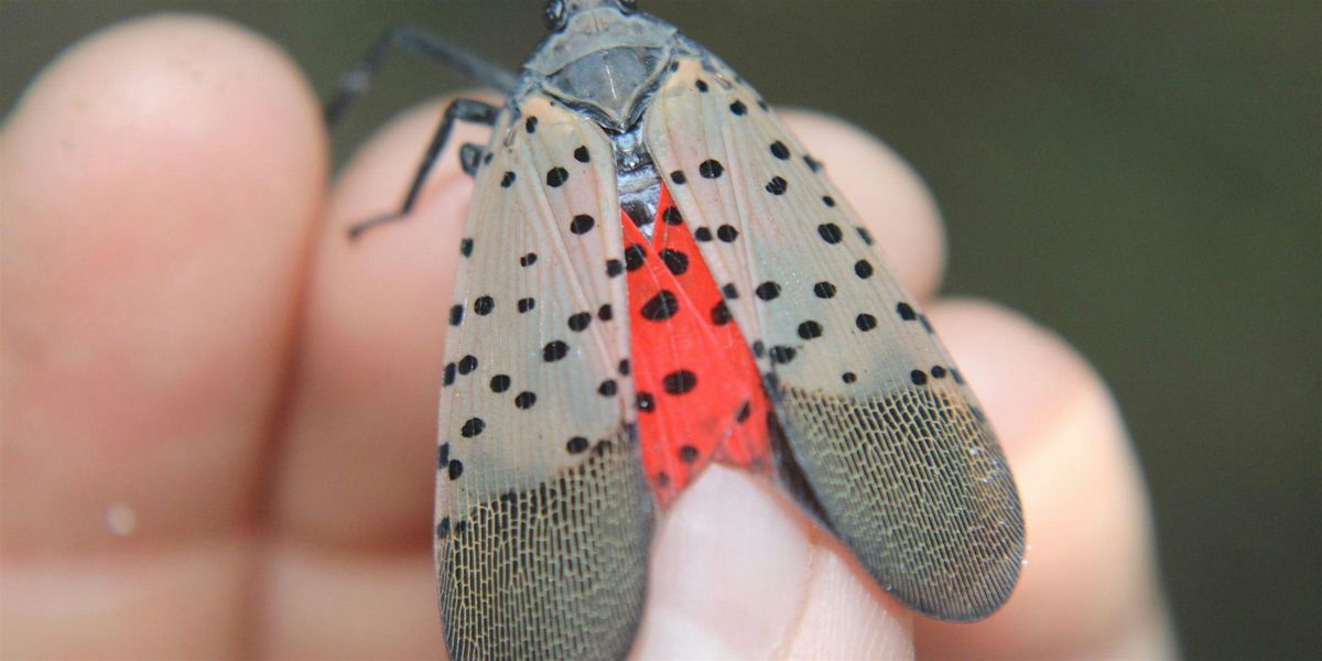 Art in the Park: Spotted Lanternfly Jewelry