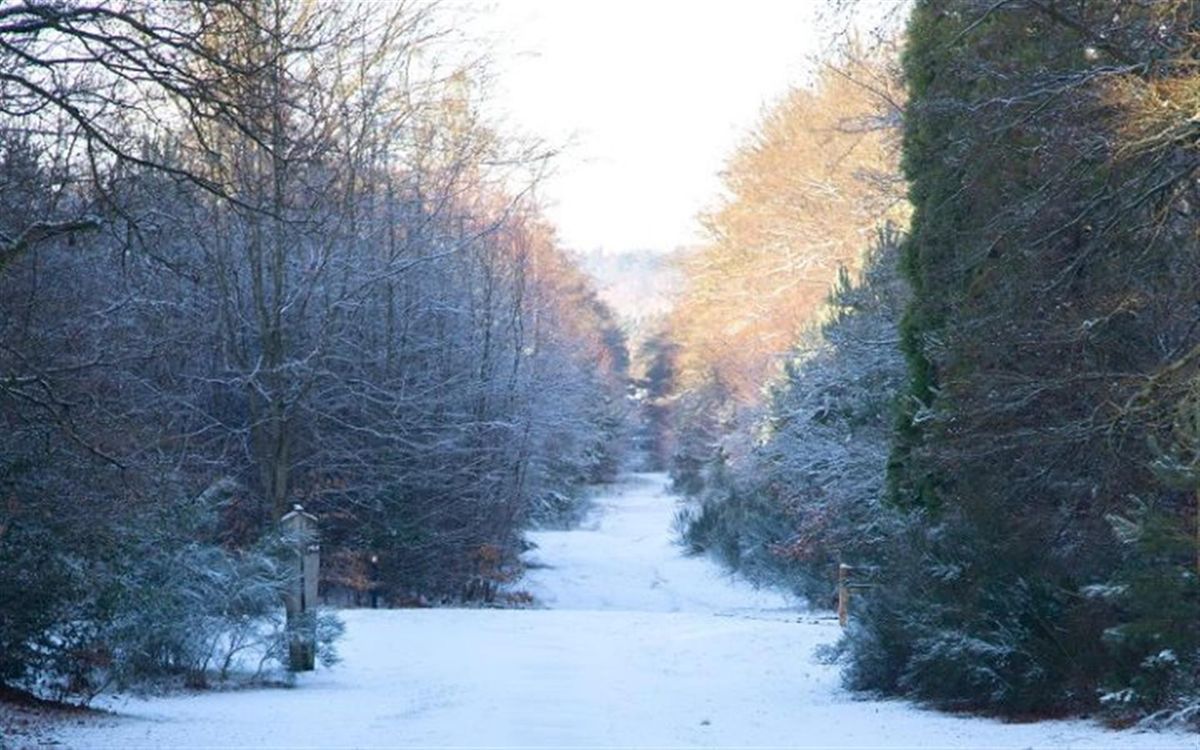 Brandon Country Park's Winter Holiday Trail