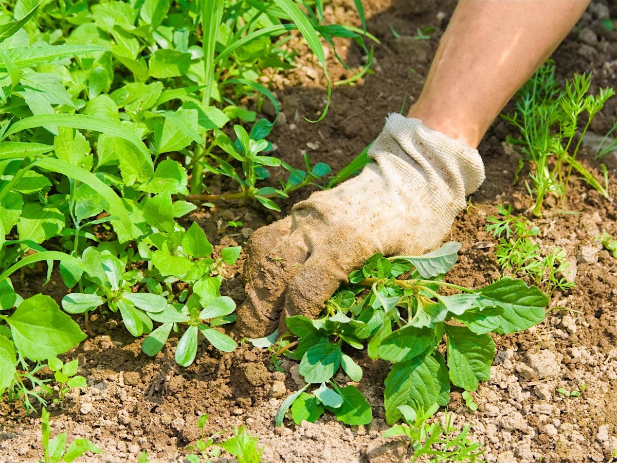 Sustainable Stewardship: Invasive Plants & Food Security Workshop