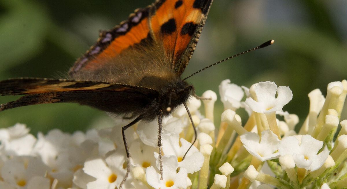 British Butterfly  Walk\/Talk -  Windsor Great Park, Thursday 4 July