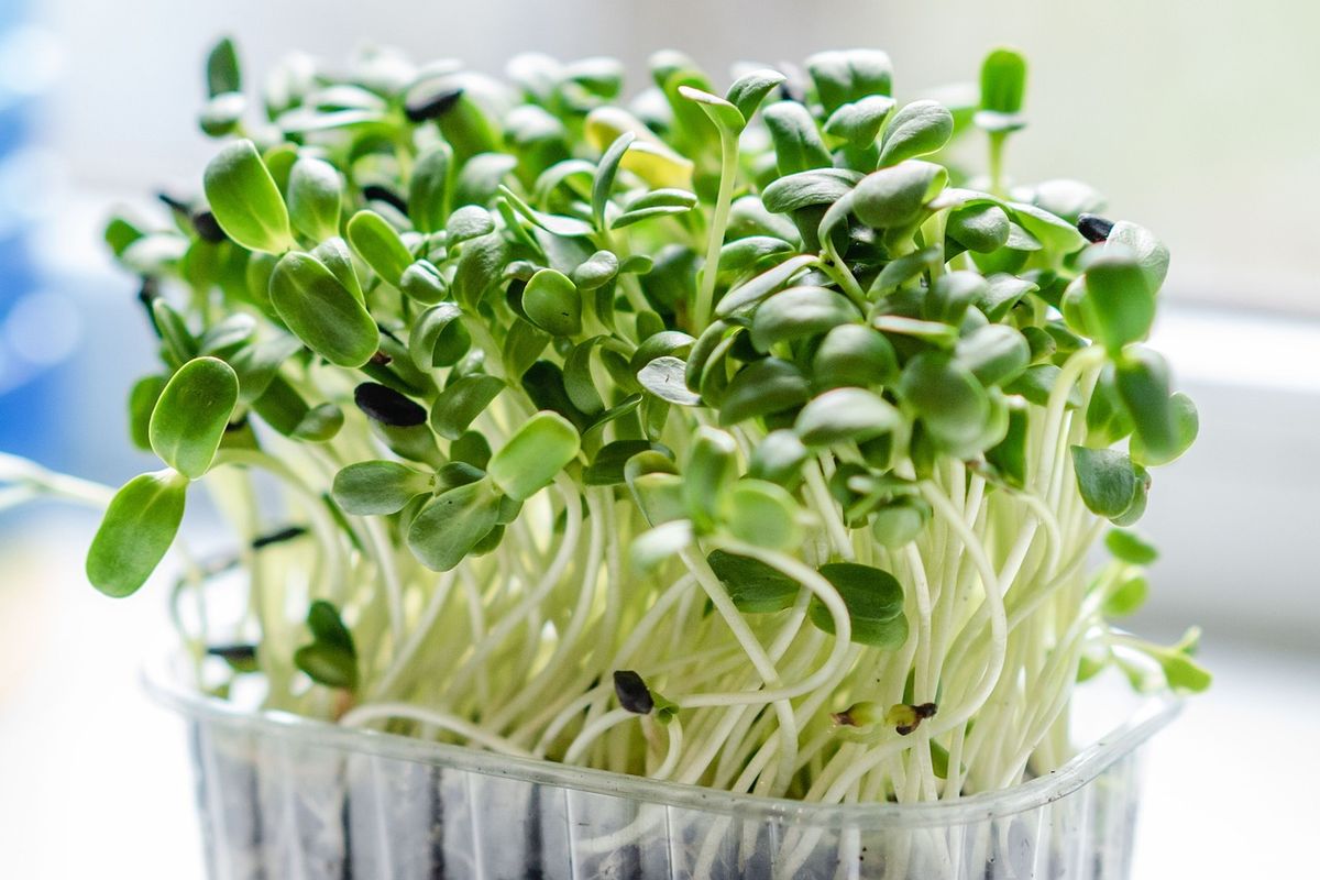 Iowa City, IA - Microgreens 101