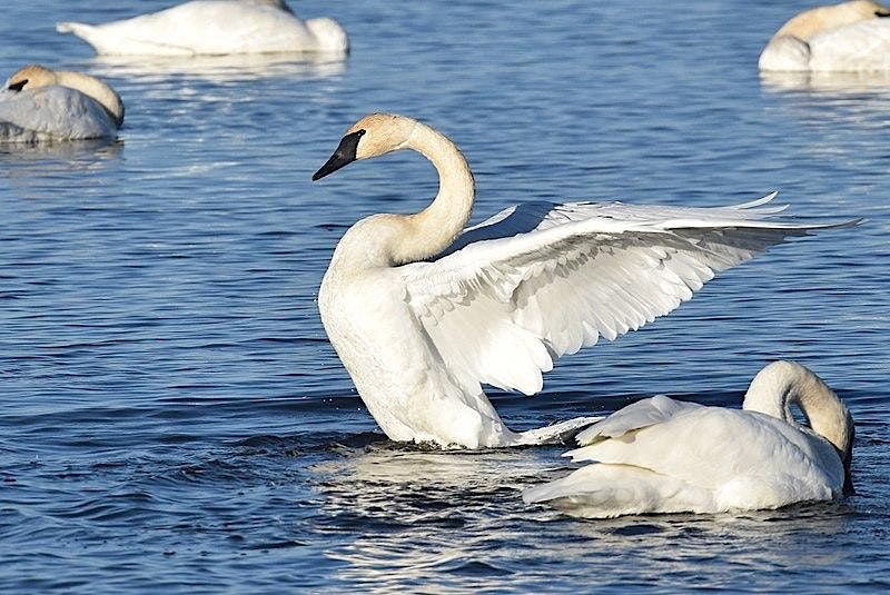 Swans in Winter for Junior Ecologists (ages 6-9)