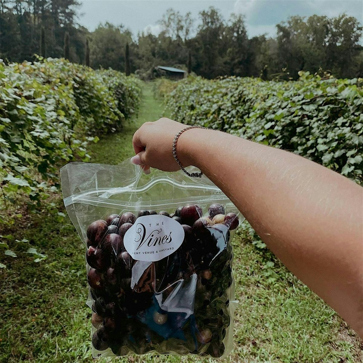 U-Pick Muscadines