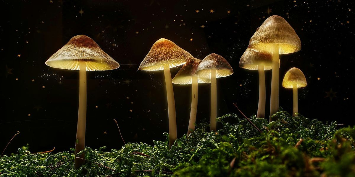 The Science of Magic Mushrooms with Dr Sam Gandy