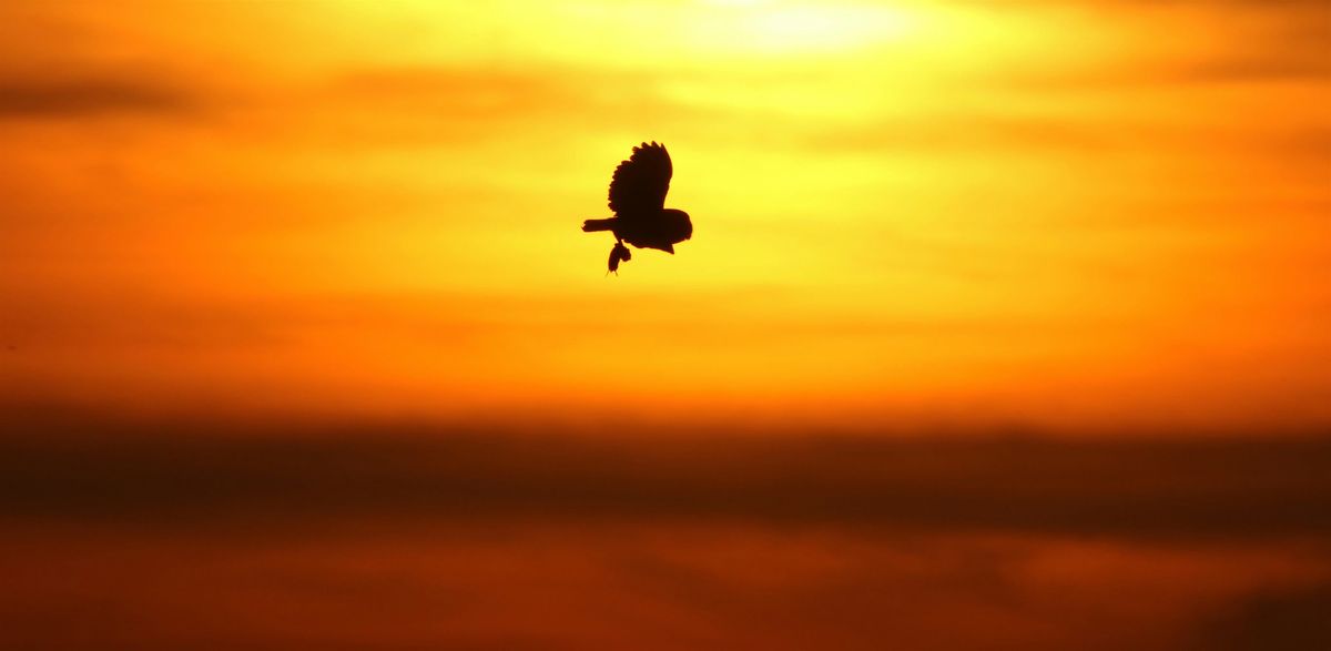 Sunset Walk at Carlton Marshes (ECC2816)