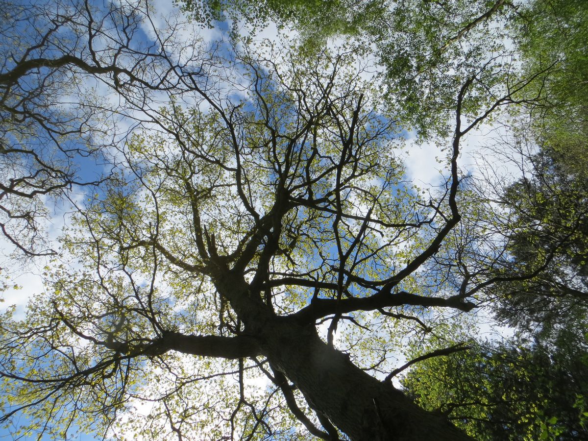 Dance Free at Spring Equinox - Hartsholme Park Woods