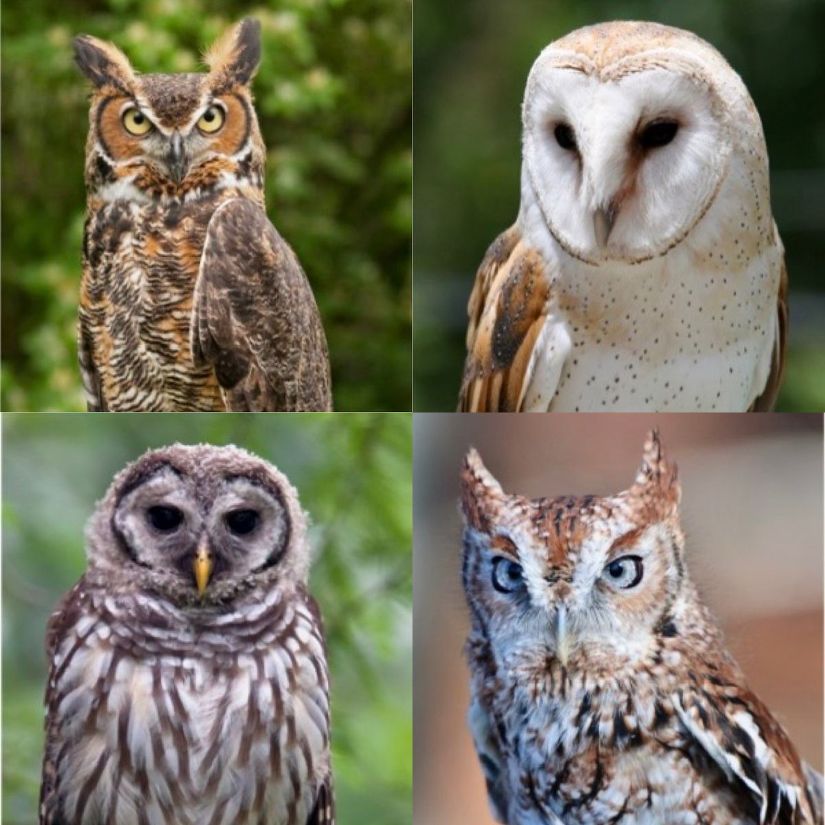 La Chua Owl Prowl
