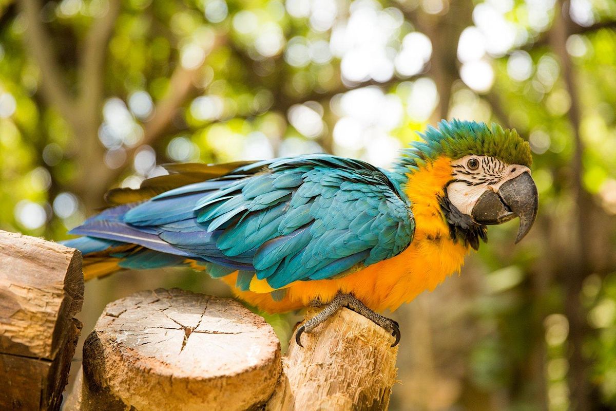 Puerto Vallarta Birds of Paradise Photography Workshop