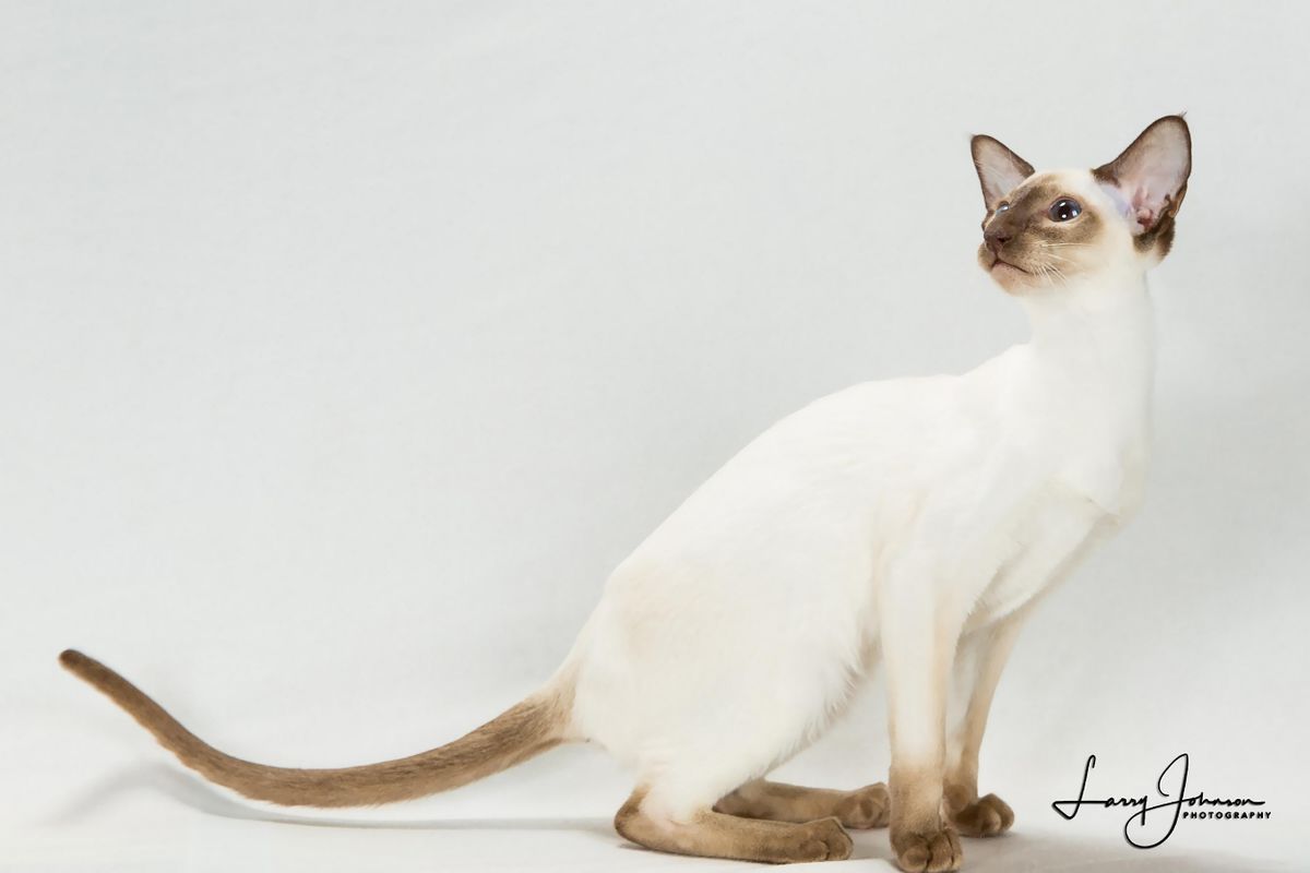 Central Jersey Cat Fanciers Cat Show