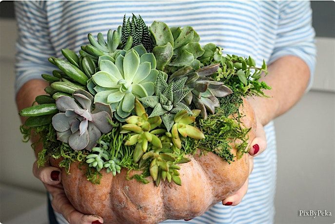 Succulent Pumpkin Centerpiece Workshop