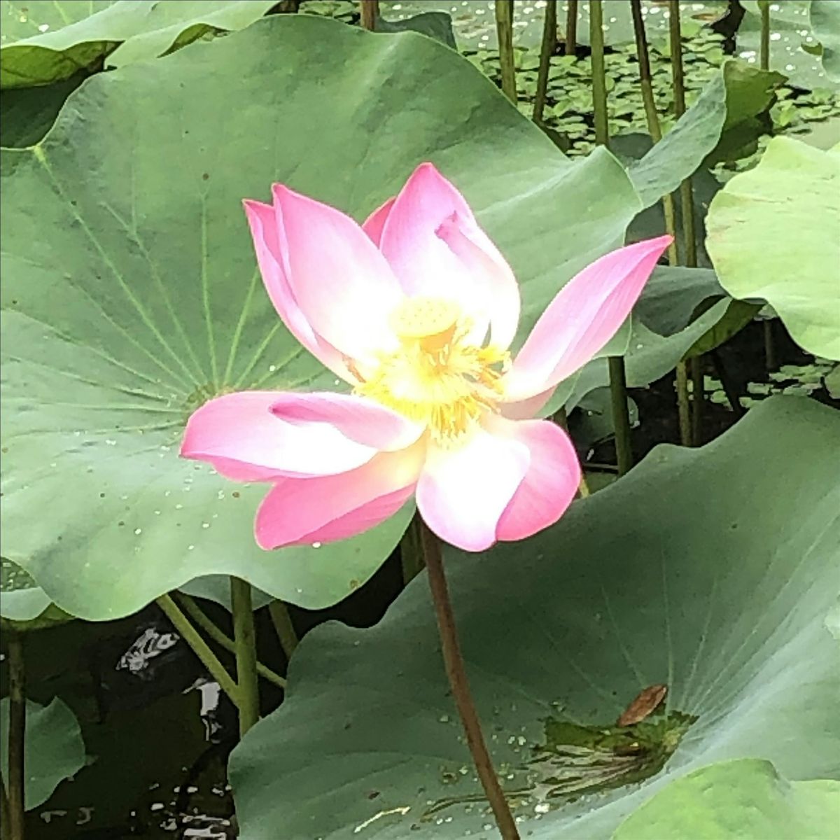 Tuesday Morning Outdoor Yoga (Beginners)@Botanic Gardens