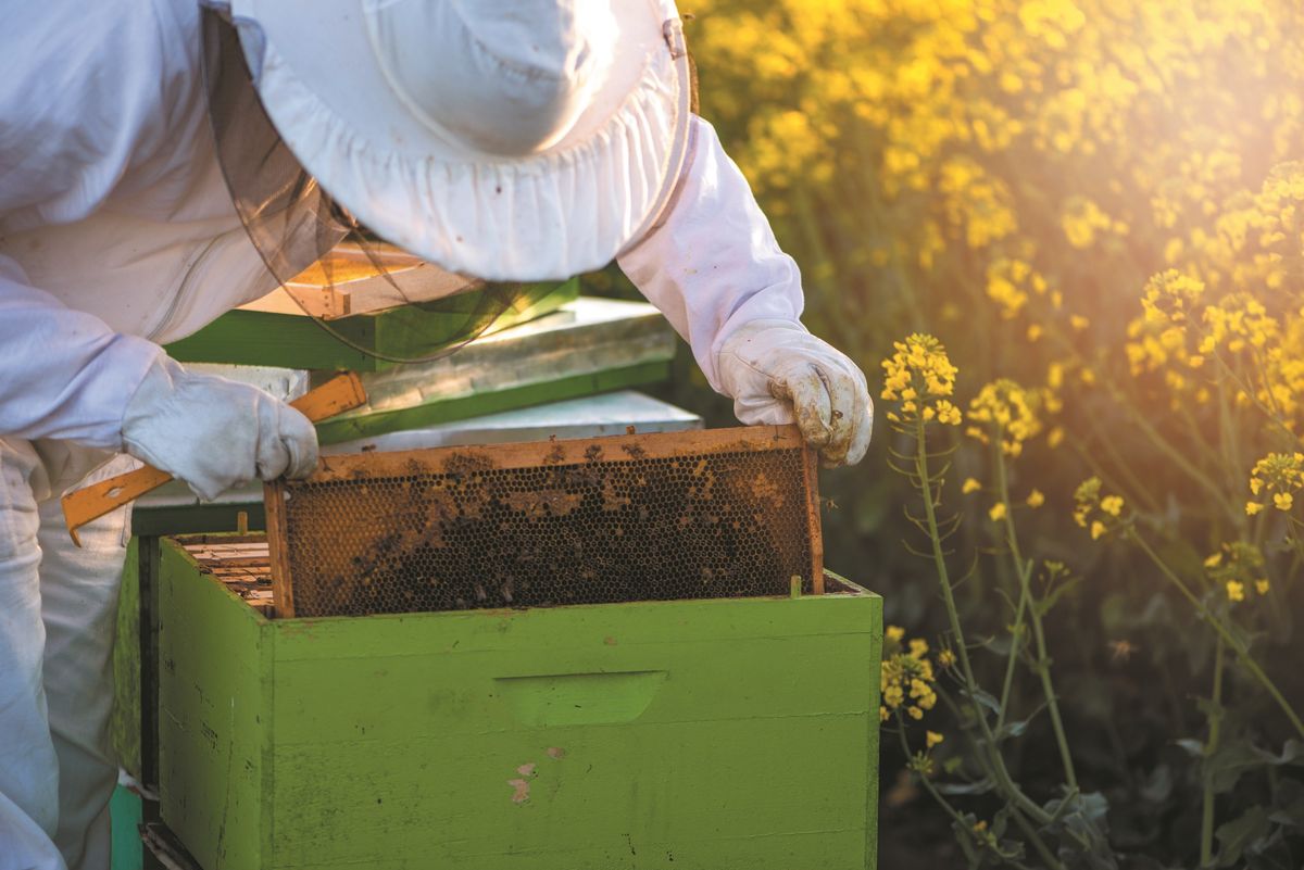 Beekeeping Workshop